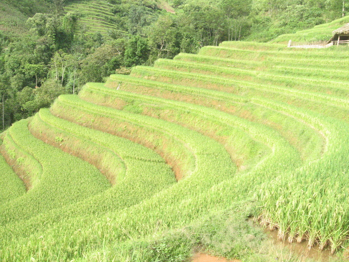 Do địa hình chủ yếu là đồi núi nên đồng bào các dân tộc nơi đây canh tác lúa chủ yếu trên các thửa ruộng bậc thang một vụ do phải lệ thuộc vào nguồn nước mưa.