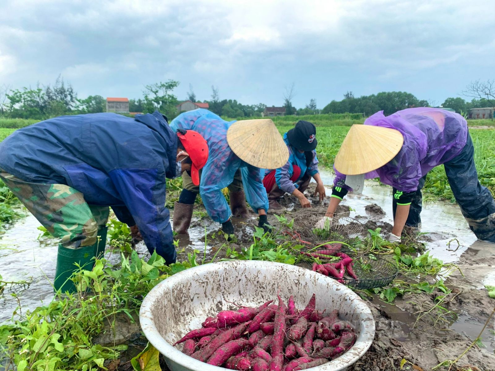 Quảng Bình: Nông dân hối hả nhổ khoai lang non mang về nhà, bất lực nhìn lúa cá mất trắng - Ảnh 3. Quảng Bình: Nông dân hối hả nhổ khoai lang non mang về nhà, bất lực nhìn lúa cá mất trắng - Ảnh 3.