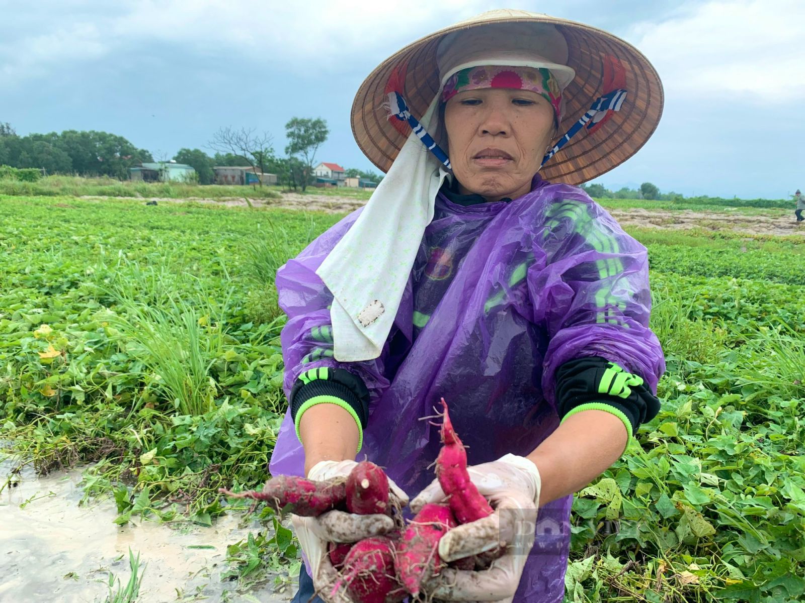 Quảng Bình: Nông dân hối hả nhổ khoai lang non mang về nhà, bất lực nhìn lúa cá mất trắng - Ảnh 2. Quảng Bình: Nông dân hối hả nhổ khoai lang non mang về nhà, bất lực nhìn lúa cá mất trắng - Ảnh 2.