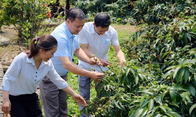 Việc phân cấp quản lý mã số vùng trồng về địa phương sẽ giúp địa phương chủ động hơn trong công tác này.