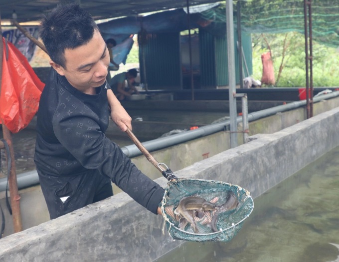 Anh Hoàng Văn Bình kiểm tra độ sinh trưởng của cá. Ảnh: Nguyễn Dũng.