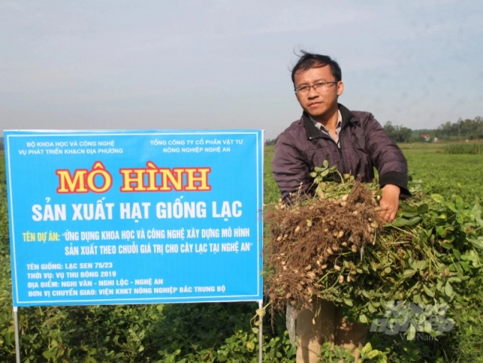 Lạc là 1 trong 9 nhóm mặt hàng nông sản vừa được tỉnh Nghệ An ưu tiên chính sách hỗ trợ liên kết sản xuất. Ảnh: Việt Khánh.