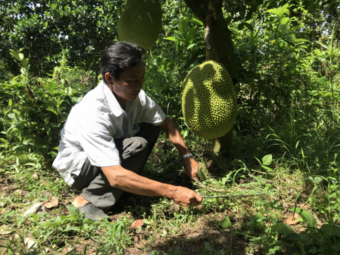 Làm cỏ chuẩn bị rải phân cho mít. Ảnh: Minh Đảm.