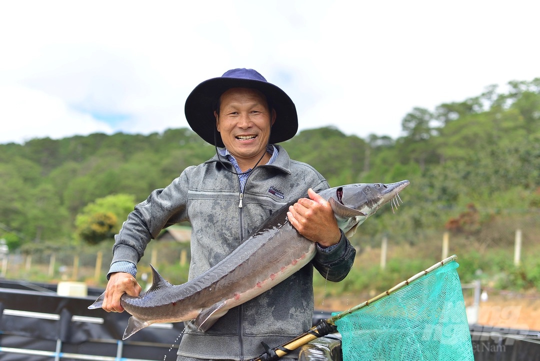 lam-dong-tien-toi-tu-chu-giong-ca-tam-nga-ca-tam-siberi-092137_456.jpg Lâm Đồng được đánh giá là một trong những địa phương có tiềm năng, lợi thế trong phát triển cá nước lạnh, đặc biệt là phát triển cá tầm thương phẩm. Ảnh: Minh Hậu.