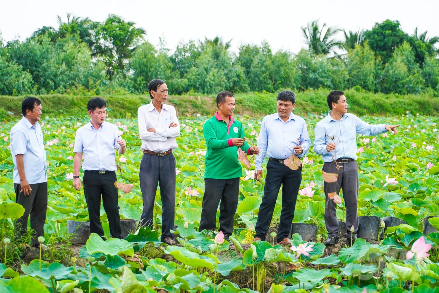 Sở NN-PTNT tỉnh Đồng Tháp kiểm tra, đánh giá điều kiện thực tế tại ruộng sen để tìm nguyên nhân và xây dựng phương pháp phòng trị bệnh thối ngó, cháy lá. Ảnh: Kim Anh.