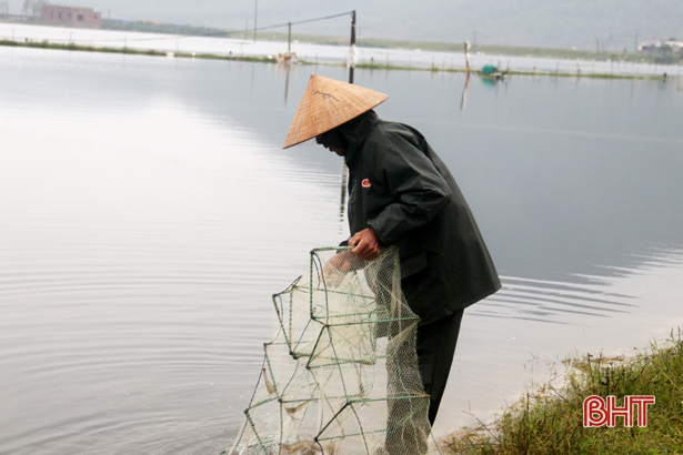 Lo tôm nhiễm bệnh sau mưa lũ ở thị xã Kỳ Anh