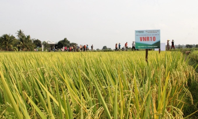 Giống lúa VNR10 được Công ty Cổ phần Giống cây trồng Trung ương Quảng Nam đưa lên thử nghiệm tại Đăk Lăk. Ảnh: Quang Yên.