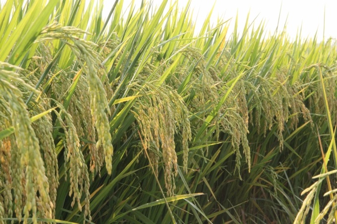 Những bông lúa trĩu hạt của giống lúa VNR10 được trồng tại Đăk Lăk. Ảnh: Quang Yên.