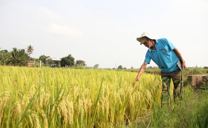 Ông Trương Thanh Hải (ngụ xã Êa Phê, huyện Krông Păk, tỉnh Đăk Lăk) lần đầu trồng lúa VNR10 đã 'kết' với giống lúa này, nhất là lúa cho năng suất cao. Ảnh: Quang Yên.