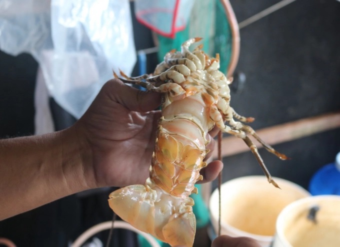 z3319473553485_b6ce4e0f948540551c7c09a533a45322-1038_20220406_361.jpg Lứa tôm này, người nuôi bị hao hụt nhiều. Ảnh: KS.