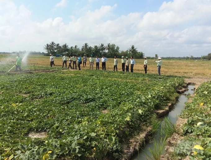Thay vì sản xuất 3 vụ lúa/năm, nông dân sẽ sản xuất lúa đông xuân và hè thu, xen canh vụ màu xuân hè và cây trồng được chọn là dưa lê, giúp tăng thu nhập gần gấp đôi so với độc canh cây lúa. Ảnh: Trung Chánh.