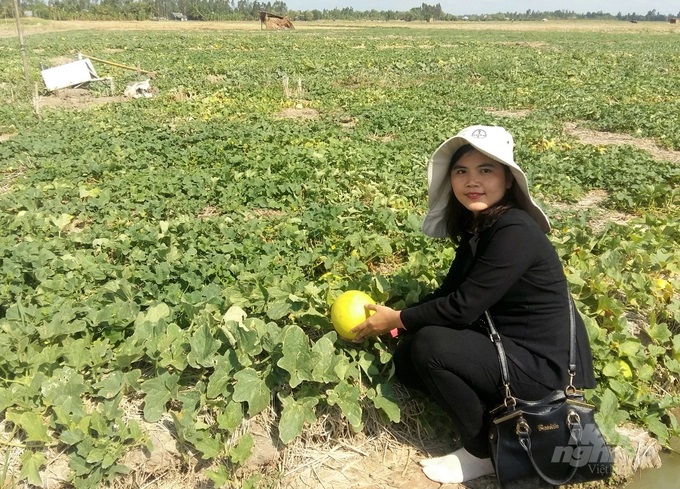 Mô hình luân canh lúa - dưa lê góp phần nâng cao hiệu quả trồng lúa trên nền đất lúa 3 vụ, gia tăng năng suất, chất lượng và hiệu quả kinh tế, thích ứng với điều kiện biến đổi khí hậu. Ảnh: Trung Chánh.