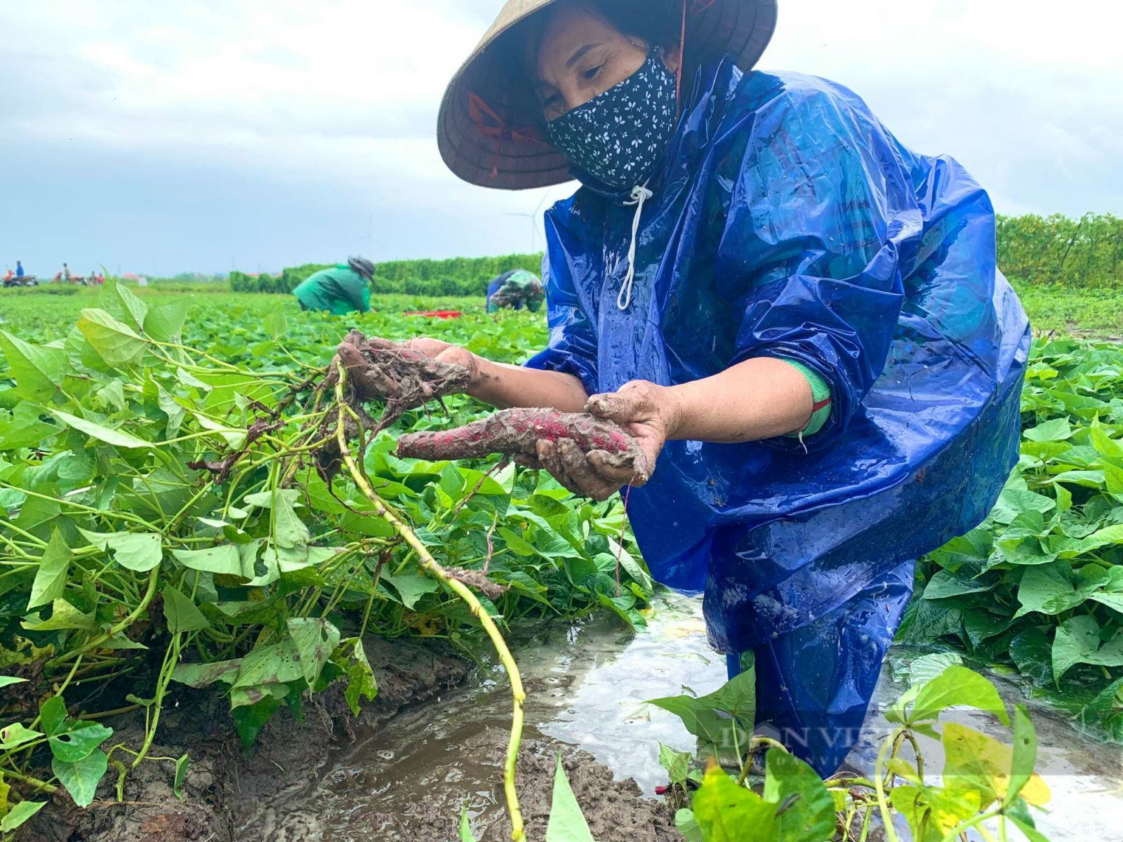 Quảng Bình: Nông dân hối hả nhổ khoai lang non mang về nhà, bất lực nhìn lúa cá mất trắng - Ảnh 4. Quảng Bình: Nông dân hối hả nhổ khoai lang non mang về nhà, bất lực nhìn lúa cá mất trắng - Ảnh 4.
