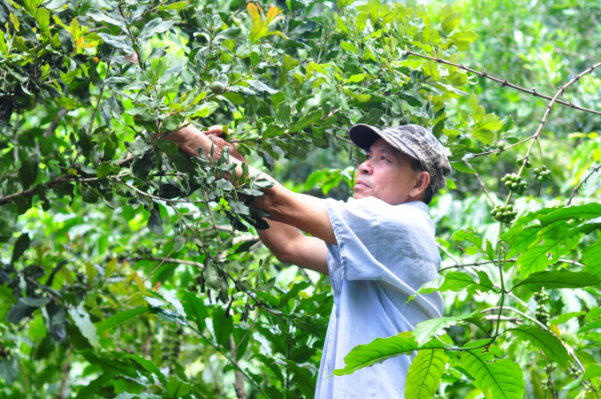 Các địa phương cần có quy hoạch phù hợp có tầm nhìn dài hạn cho việc phát triển cây mắc ca. Ảnh: Minh Hậu.