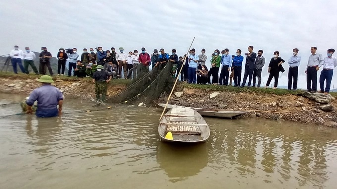 Mỗi vụ thu hoạch cá thực sự là một ngày hội, thu hút nhiều địa phương tới xã Hà Lĩnh tham quan.