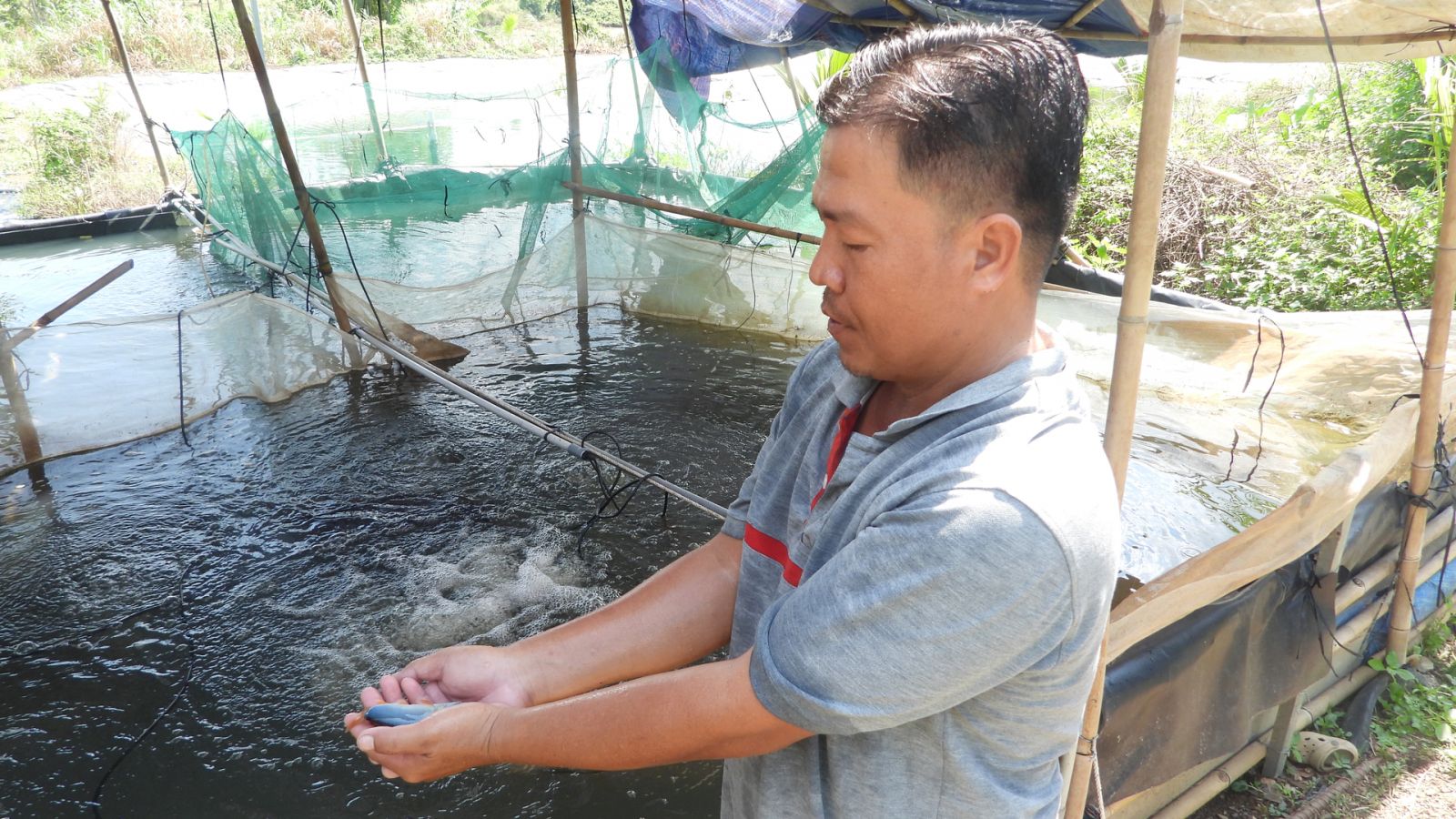 Nhờ đầu tư nuôi trồng bài bản, cá heo nước ngọt sinh trưởng và phát triển tốt. Ảnh: Trần Trung.