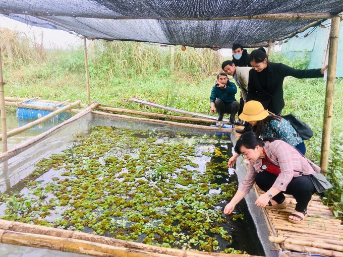 13473527z3851337459487_a766fd726a7c0c02b754a85336beaa45-134735.jpg Mô hình nuôi ốc nhồi