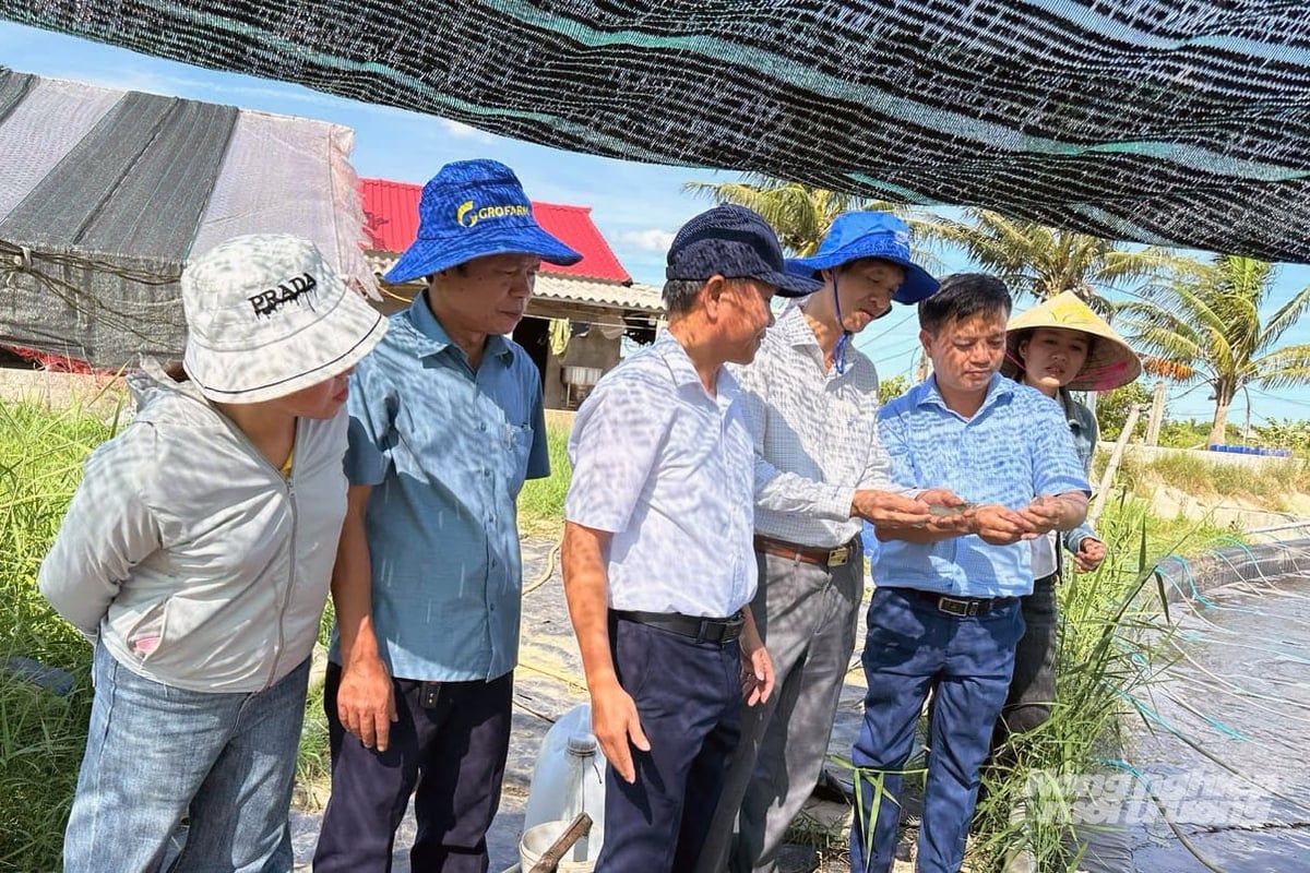 Kiểm tra mô hình nuôi tôm 2 giai đoạn tại xã Vĩnh Thủy. Ảnh: Võ Dũng. Kiểm tra mô hình nuôi tôm 2 giai đoạn tại xã Vĩnh Thủy. Ảnh: Võ Dũng.