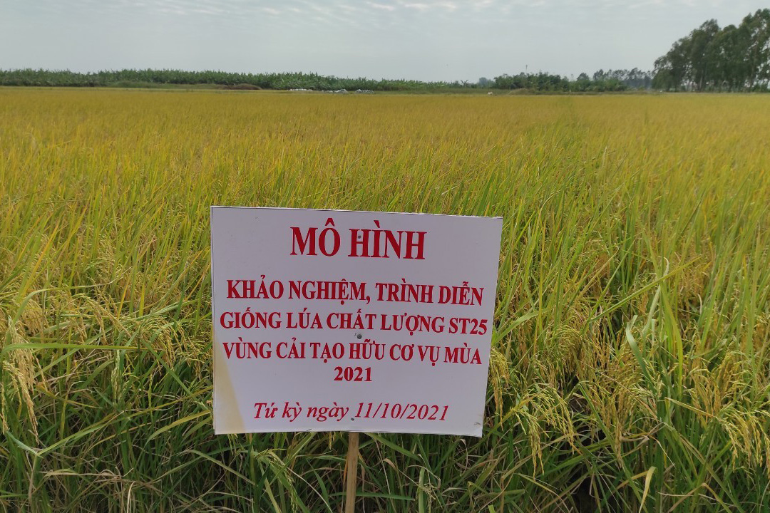 lúa-rươi lứa-rươi