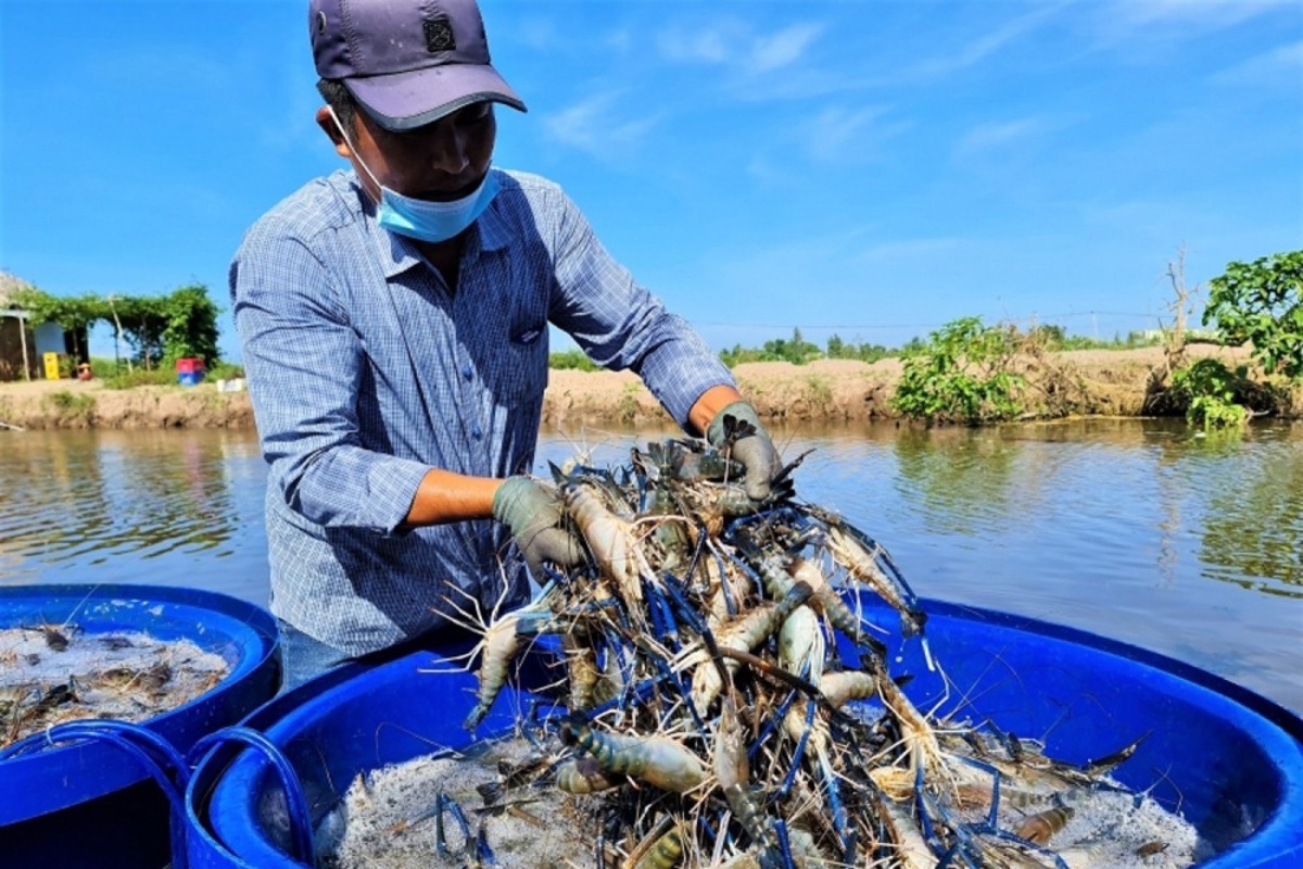 Mô hình nuôi tôm càng kết hợp cua xanh