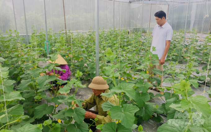 Mô hình trồng dưa trong nhà lưới đem lại hiệu quả kinh tế cao tại xã Hưng Đạo, TP. Cao Bằng. Ảnh: Công Hải.