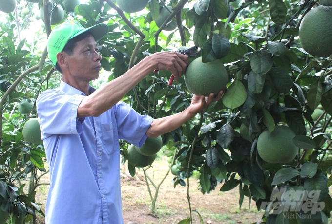 Ông Trần Đình Én tâm sự, nếu không kiên trì, sẽ không thể canh tác theo hướng hữu cơ thành công. Ảnh: Trung Quân.