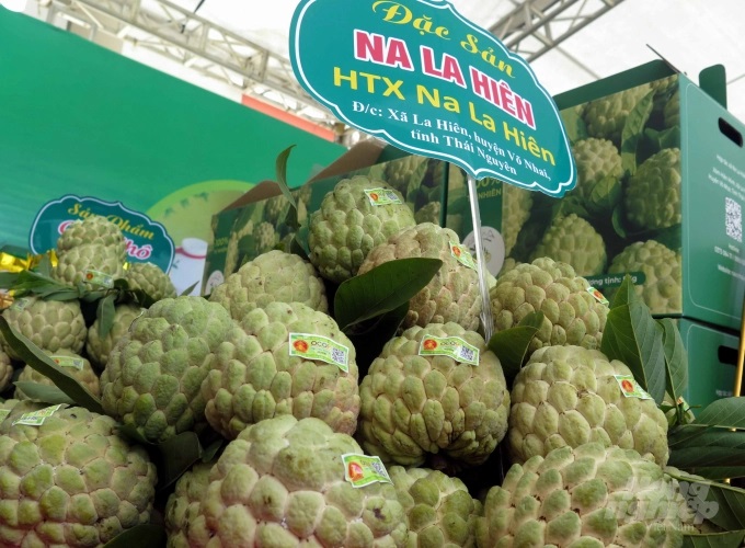 Đã vào chính vụ, na La Hiên năm nay vẫn có giá bán cao. Ảnh: Đồng Văn Thưởng.