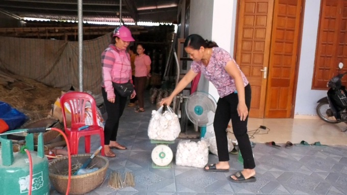Ảnh 1: Nấm được hái ra đến đâu có thương lái đến thu mua hết