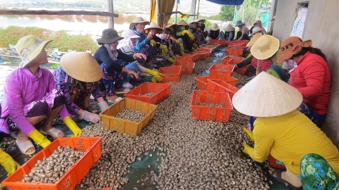 Phụ nữ vùng biển TX Sông Cầu làm công việc nghề biển. Ảnh: Mạnh Hoài Nam