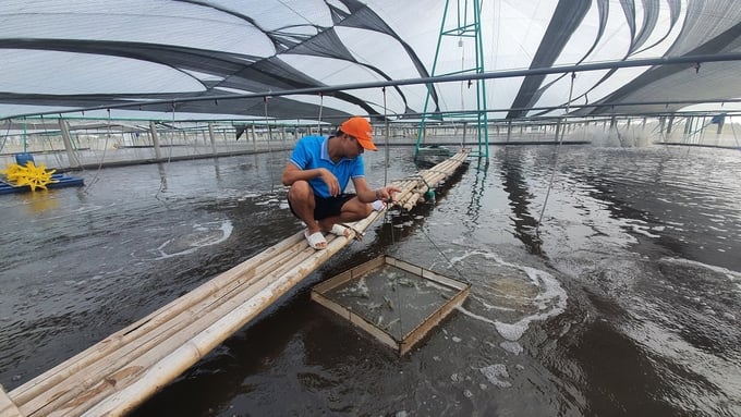 Anh Vinh, cán bộ phụ trách kỹ thuật của cơ sở nuôi tôm, đang kiểm tra kích thước tôm. Ảnh: Kiên Trung. 