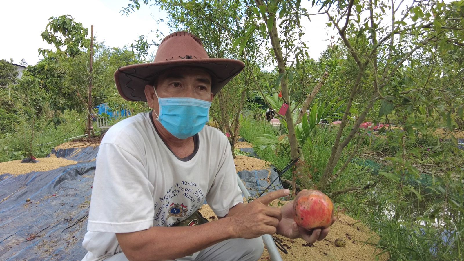 An Giang: Người đưa giống lựu mới ra đồng để nông dân làm giàu - Ảnh 1.