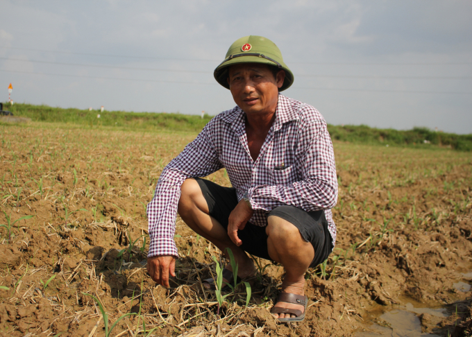 Ông Nguyễn Xuân Khu, Giám đốc HTX nông nghiệp Thanh Chiểu, thôn Thanh Chiểu, xã Phú Cường (Ba Vì) cùng các thành viên đăng ký trồng với diện tích 20 ha ngô sinh khối trong vụ đông 2021. Ảnh: Phạm Hiếu.