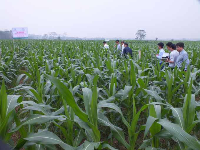 Ngô là cây trồng vụ đông có diện tích giảm mạnh ở Nghệ An. 