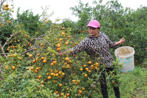 Tăng quá nhanh về diện tích, trong khi chưa có phương án tiêu thụ rõ ràng đã khiến quýt Nghệ An rớt giá thảm. Ảnh: DTT