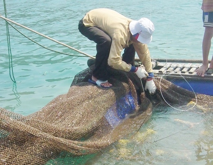 nguoi-nuoi-bien-nhan-thuc-duoc-bao-ve-moi-truong-nuoi-085826_108.jpg Người nuôi tôm hùm phải thực hiện đồng bộ nhiều giải pháp để bảo vệ môi trường nước nuôi. Ảnh: Đ.T.