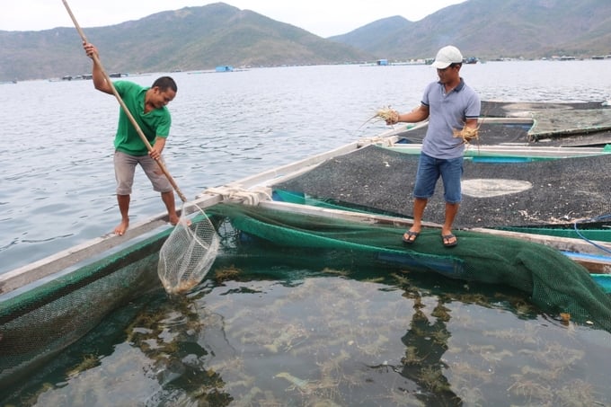 Người nuôi tôm hùm bông trên vịnh Vân Phong, huyện Vạn Ninh đang tập trung chăm sóc tôm. Ảnh: Kim Sơ.