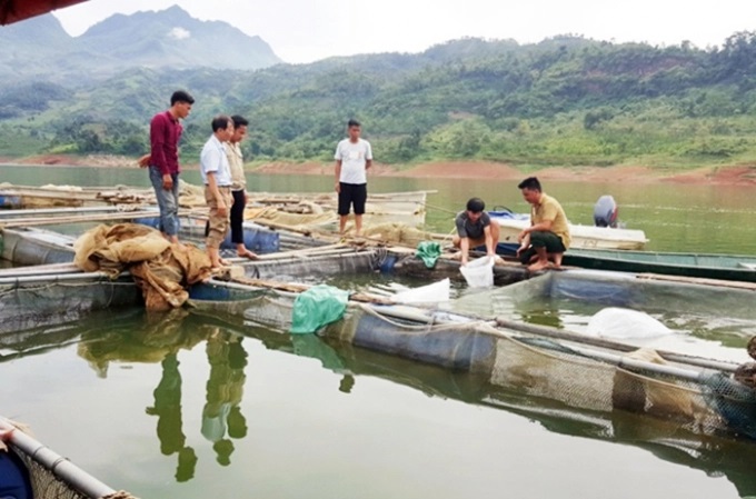 nguoi-nuoi-trong-thuy-san-chu-dong-ung-pho-voi-mua-mua-bao-nam-2022-1607_20220616_735.jpg Người dân xã Cốc Ly nuôi cá tầm trong lồng bè tại hồ thủy điện Bắc Hà. Ảnh: TL.