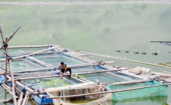Người dân nuôi cá lồng trên lòng hồ Thủy điện Bắc Hà (Lào Cai). Ảnh: Hữu Huỳnh.