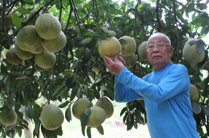 Với kinh nghiêm trồng bưởi lâu năm, vườn bưởi của ông Trần Hùng, xóm Tân Hương 1, xã Thanh Hối (huyện Tân Lạc) mặc dù sản lượng có giảm nhưng chất lượng vẫn được đảm bảo. Ảnh: Trung Quân.