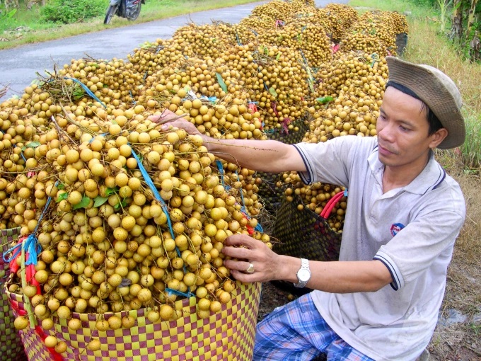 watermark_anh-1-1020_20220804_228.jpg Đến nay đã có 50/63 tỉnh, thành trong cả nước được cấp tổng cộng 4.000 mã số vùng trồng cho các loại cây ăn trái, với tổng diện tích 300.000ha. Ảnh: Gia Phú.