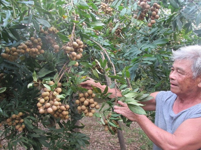 Ông Trịnh Văn Cương ngoài 80 tuổi vẫn trực tiếp chăm sóc trên 100 gốc nhãn đặc sản cùi cổ Phố Hiến theo hướng hữu cơ. Ảnh: Hải Tiến.