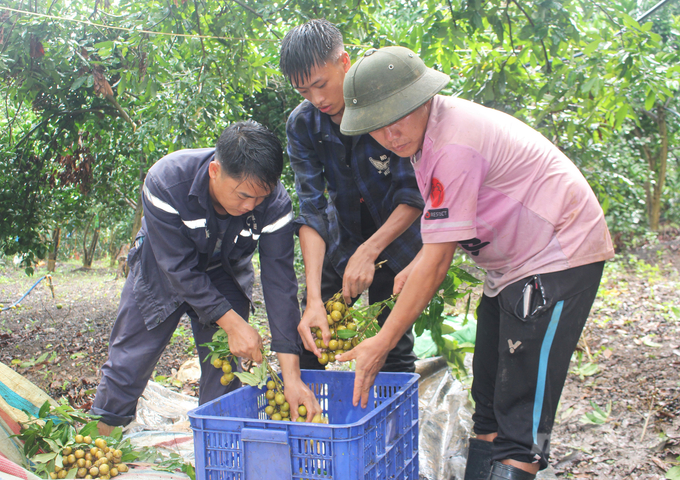 Mưa kéo dài khiến việc thu hoạch nhãn chính vụ của người dân huyện Sông Mã gặp nhiều khó khăn. Ảnh: Trung Quân.