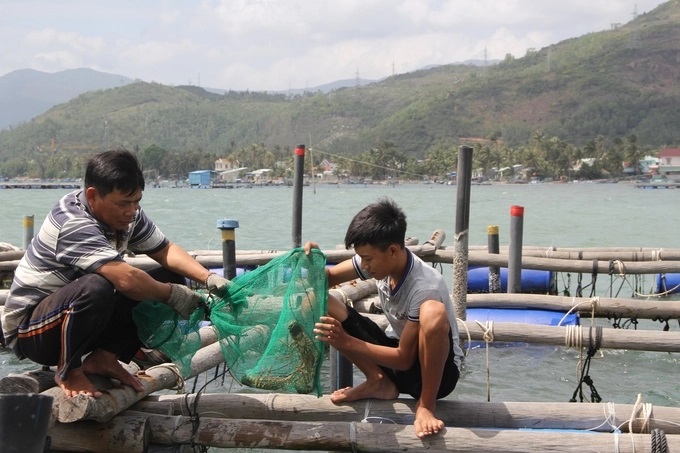 nhieu-mo-hinh-nuoi-bien-ben-vung-o-phu-yen-090829_223.jpg Phú Yên có thế mạnh trong việc phát triển nuôi tôm hùm. Ảnh: KS.