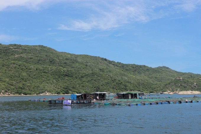 nhieu-van-de-giai-quyet-de-nuoi-bien-ben-vung-thich-ung-bien-doi-khi-hau-1016_20220806_469.jpg Nuôi biển trên vịnh Vân Phong, huyện Vạn Ninh (Khánh Hòa). Ảnh: KS.