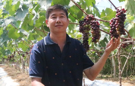 Sóc Trăng: Vùng đất nhiễm mặn, dân trồng cây gì mà mới mở cửa vườn hàng ngàn người đã vô, mua cả tạ trái? - Ảnh 1. Sóc Trăng: Vùng đất nhiễm mặn, dân trồng cây gì mà mới mở cửa vườn hàng ngàn người đã vô, mua cả tạ trái? - Ảnh 1.