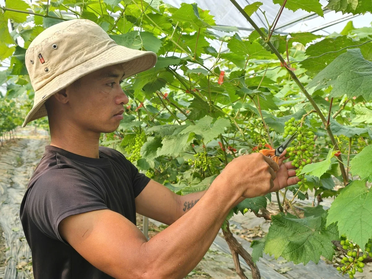 Để cây nho ra nhiều chùm đẹp, quả to, đều, khi nho ra quả non phải tỉa bớt quả, tạo hình cho chùm. Ảnh: Cường Vũ. Để cây nho ra nhiều chùm đẹp, quả to, đều, khi nho ra quả non phải tỉa bớt quả, tạo hình cho chùm. Ảnh: Cường Vũ.