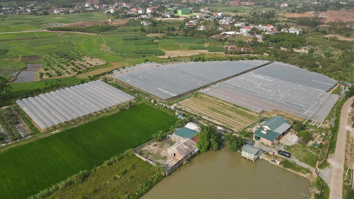Mô hình trồng nho sữa Hàn Quốc trong nhà màng của hộ ông Ngô Đức Trí ở thôn Bãi Dài, xã An Sinh. Ảnh: Cường Vũ. Mô hình trồng nho sữa Hàn Quốc trong nhà màng của hộ ông Ngô Đức Trí ở thôn Bãi Dài, xã An Sinh. Ảnh: Cường Vũ.