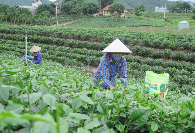 Ngày nay, những giống chè cao sản đã thay thế hoàn toàn các giống chè cổ ở đất chè Tân Cương. Ảnh: ĐVT.