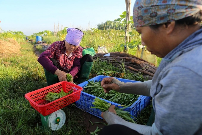 Sản phẩm rau hữu cơ có giá cao, tuy nhiên khách hàng rất ưa chuộng, Trang trại Genxanh hiện đang không đủ rau để cung cấp ra thị trường. Ảnh: Diệu Vy.