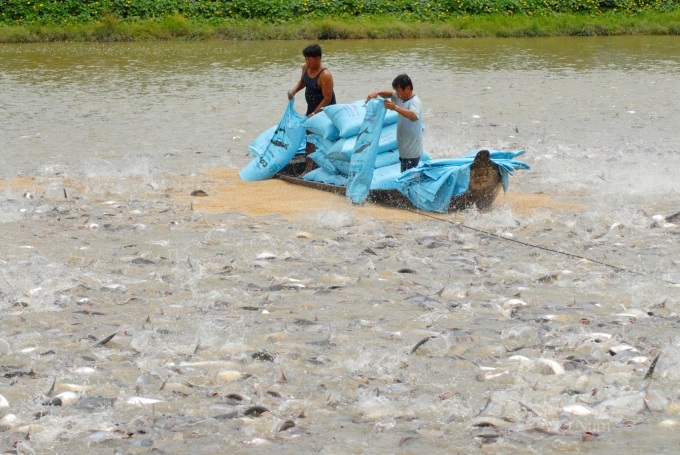 Nông dân nuôi cá tra ở thành phố Cần Thơ. Ảnh: Hữu Đức.